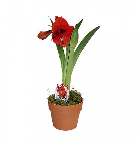 Amarilis ali Vitezova zvezda Ø 12 cm