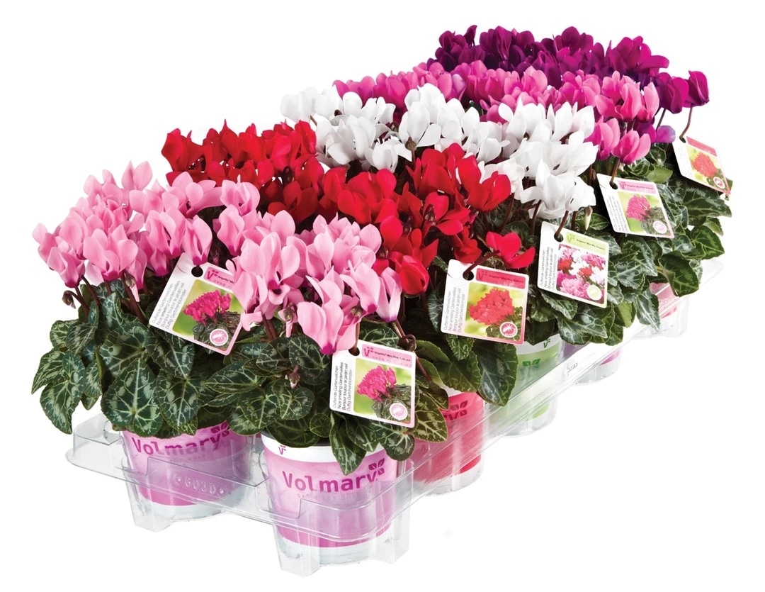 Volmary Primula 'Sacarina Rose' v lončku Ø 10,5 cm - Akcija v trgovini Bauhaus