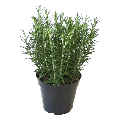 MEŠANICA ITALIJANSKIH ZAČIMB - Akcija v trgovini Obi