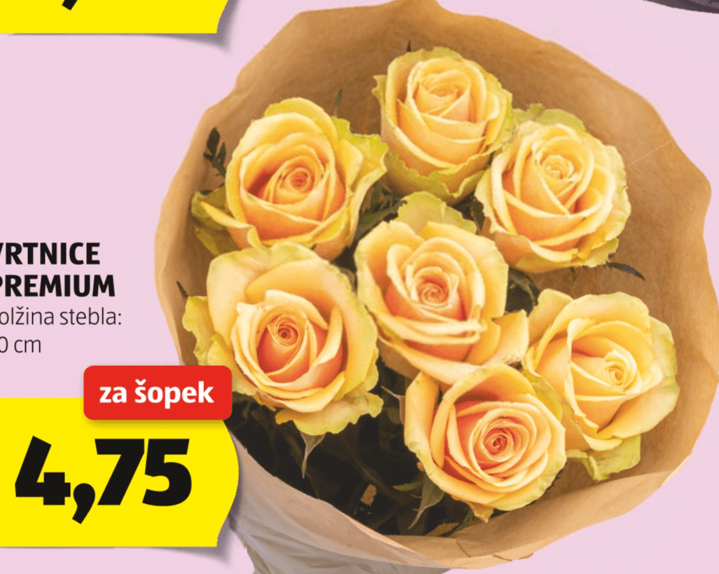 Vrtnice Premium - Akcija v trgovini Hofer