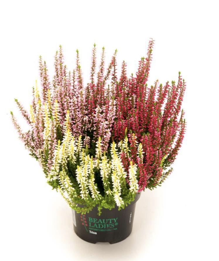 Jesenska vresa 'Beauty Ladies' Ø 12 cm