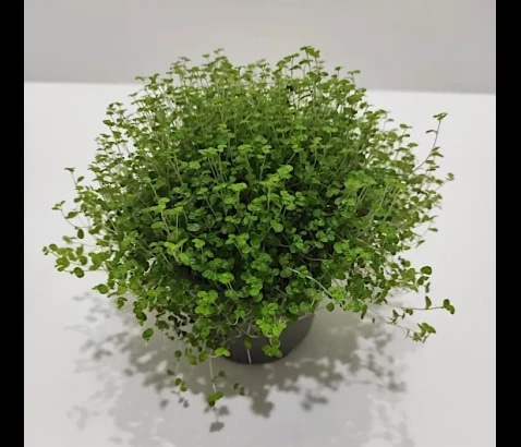 Družinska sreča - Akcija v trgovini Bauhaus