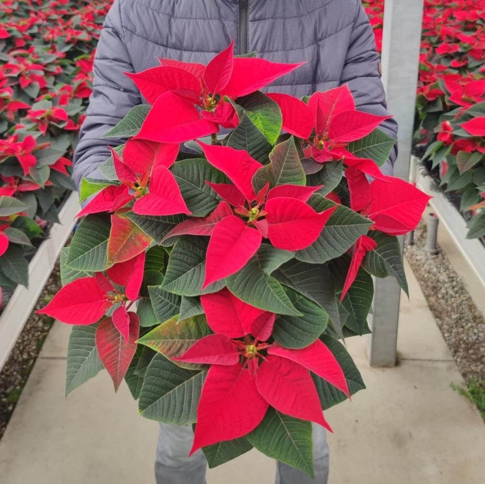 Božična zvezda Ø 11 cm