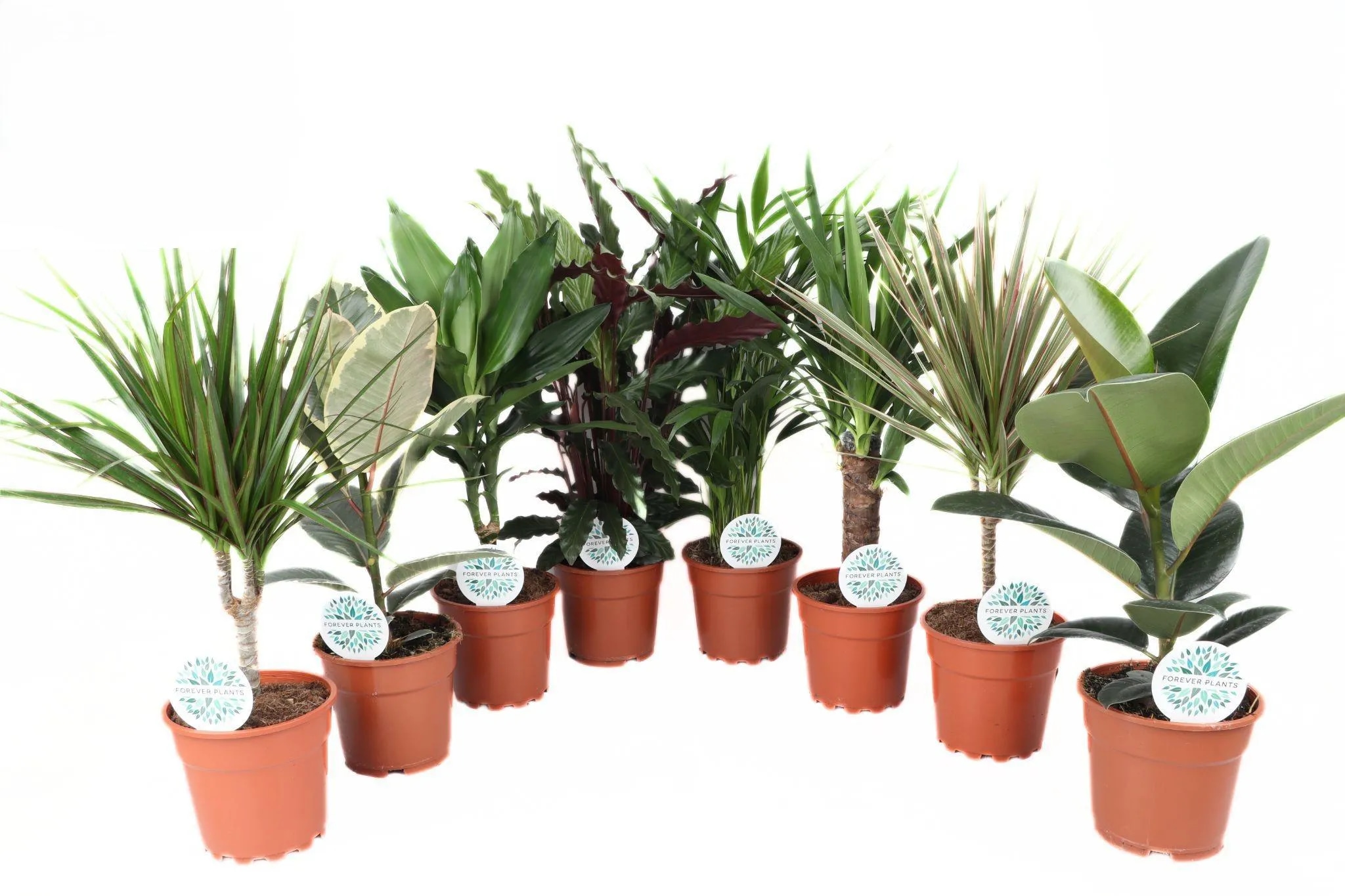 Zelene rastline Ø 17 cm