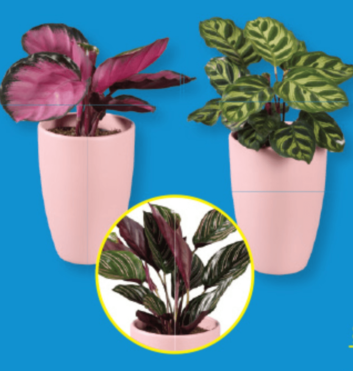 Kalateja - Akcija v trgovini Lidl