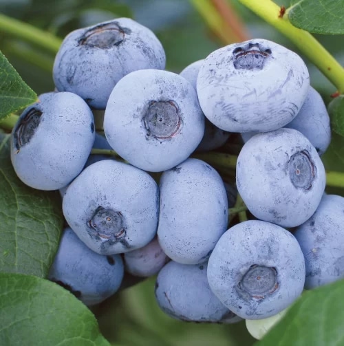 Sadike BOROVNIC - Akcija v trgovini Pevex