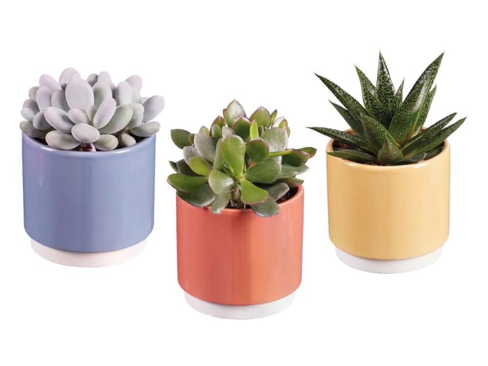 Izbor sukulent Ø pribl. 8,5 cm, višina: pribl. 12 do 20 cm