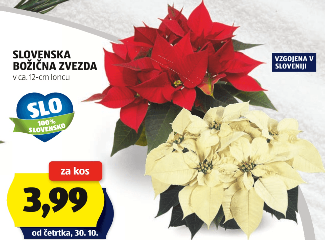 Slovenska božična zvezda v ca. 12-cm loncu