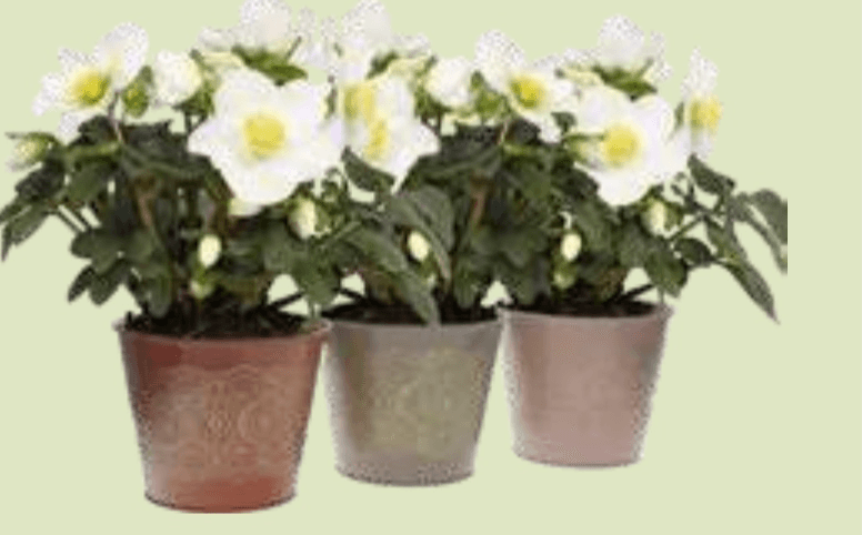 Beli božični teloh v keramičnem lončku