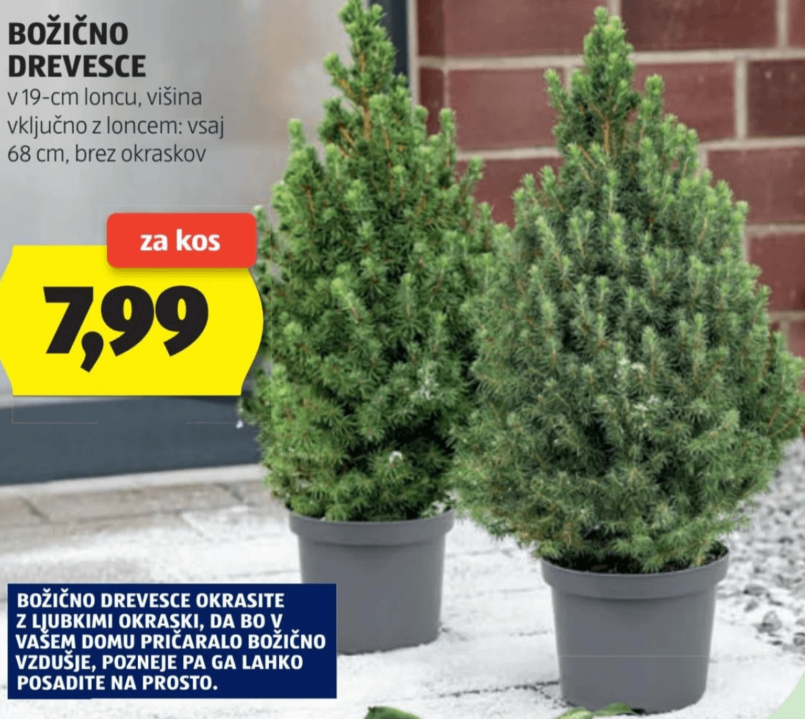 Božično drevesce v 19-cm loncu