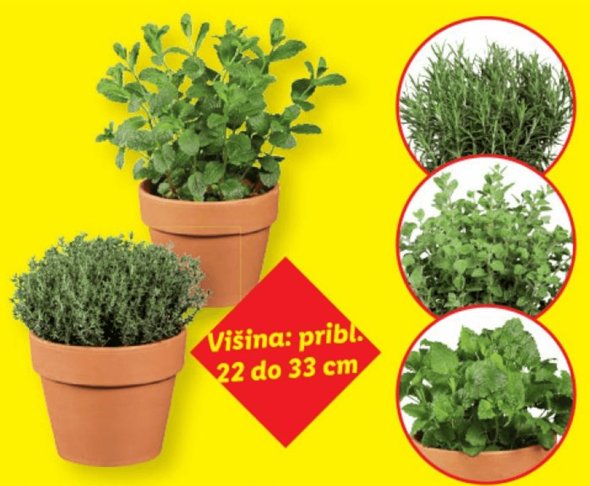 Italijanska vrtna zelišča - Akcija v trgovini Lidl