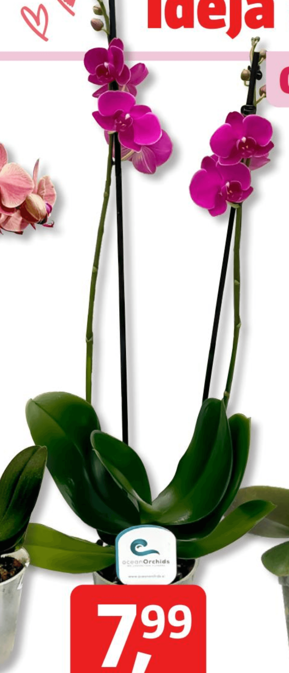 Piardino - Akcija v trgovini Bauhaus