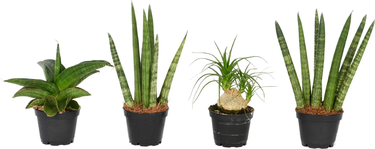 Zelene sobne rastline Ø 6 cm, višina 10-12 cm