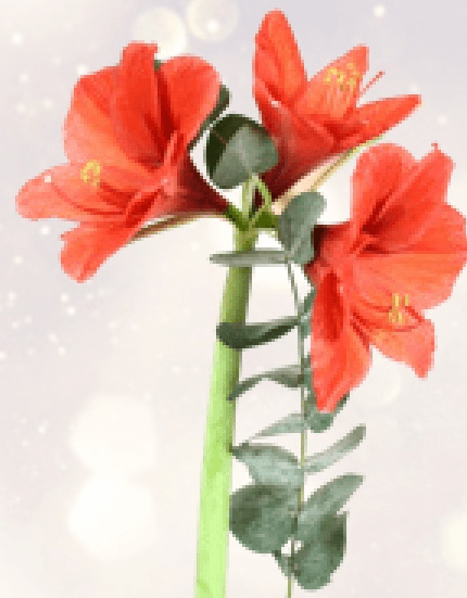 Cvet amarilisa z zelenjem