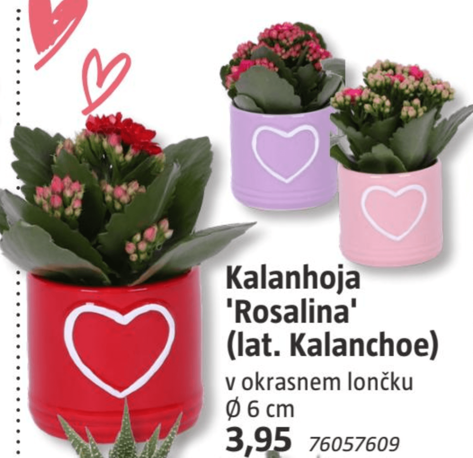 Kalanhoja 'Rosalina' - Akcija v trgovini Bauhaus