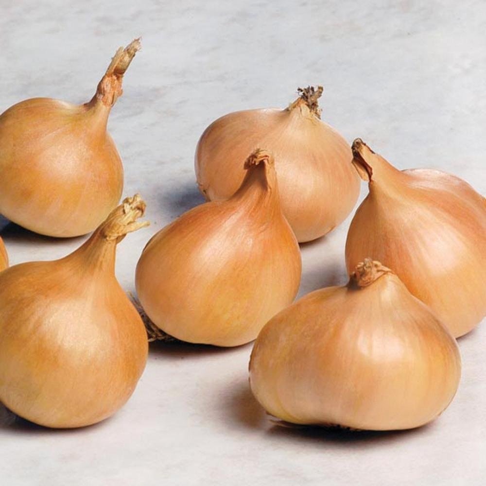 Čebulček Centurion 500 g