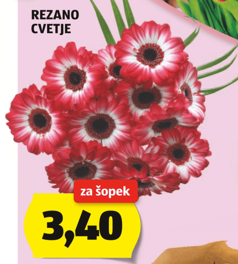 Rezano cvetje - Akcija v trgovini Hofer