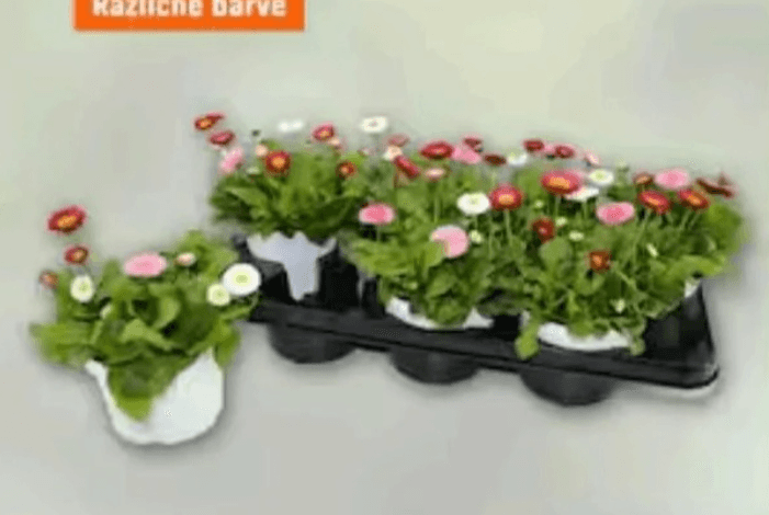 MARJETICA - Akcija v trgovini Obi