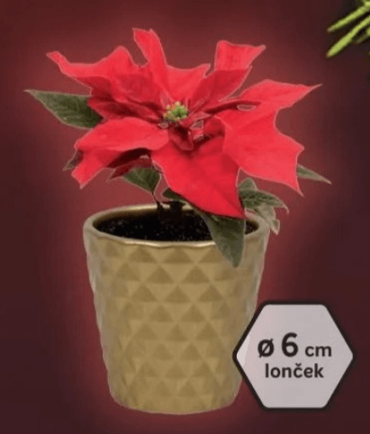 Mini božična zvezda