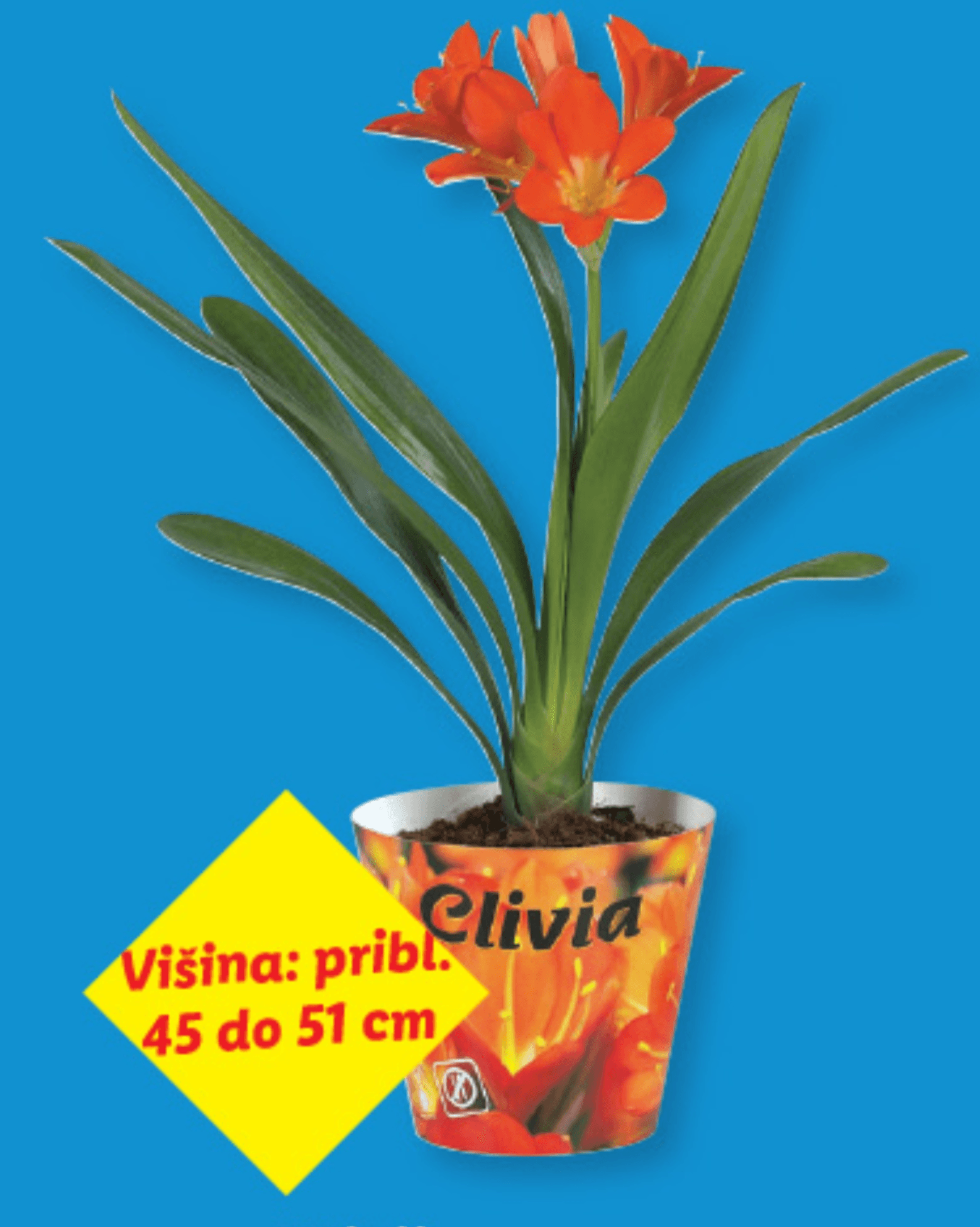 Klivija Ø pribl. 14 cm, Višina: pribl. 45 do 51 cm - Akcija v trgovini Lidl