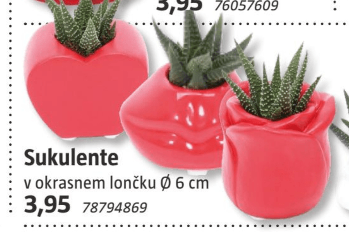 Sukulente - Akcija v trgovini Bauhaus