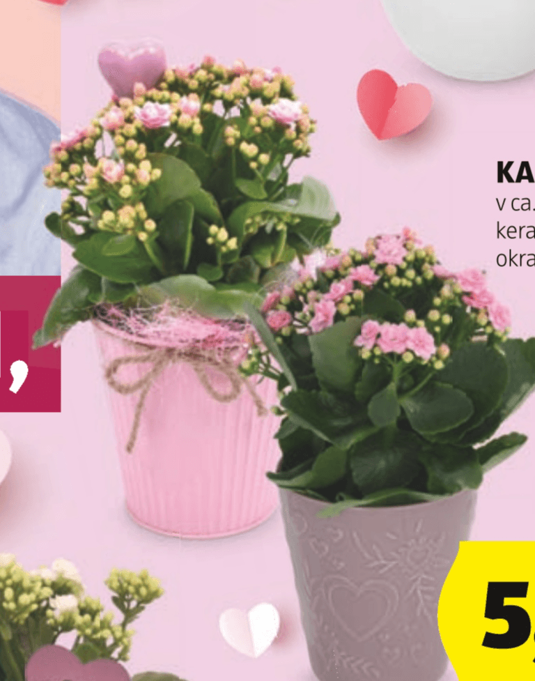 Kalandiva - Akcija v trgovini Hofer