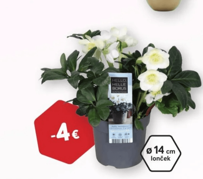 Teloh črni Christmas Carol