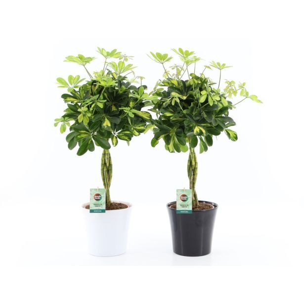 Šeflera Gold Capella