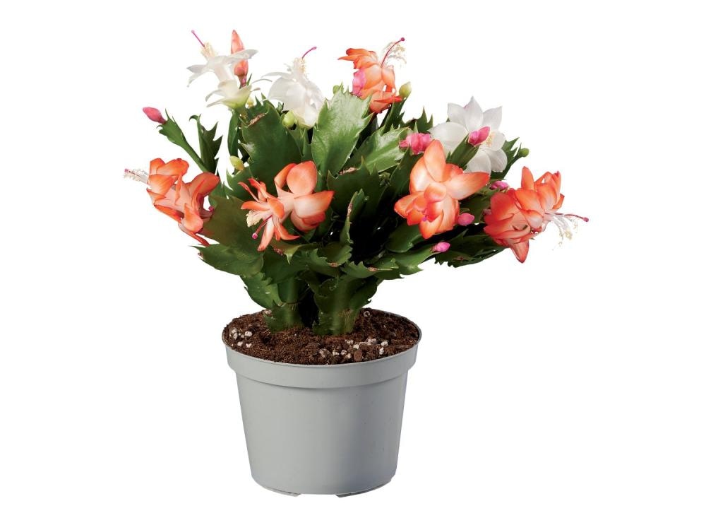 Šlumbergera duo