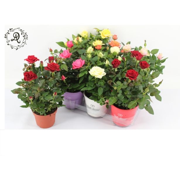 Vrtnica v lončku premera 12 cm