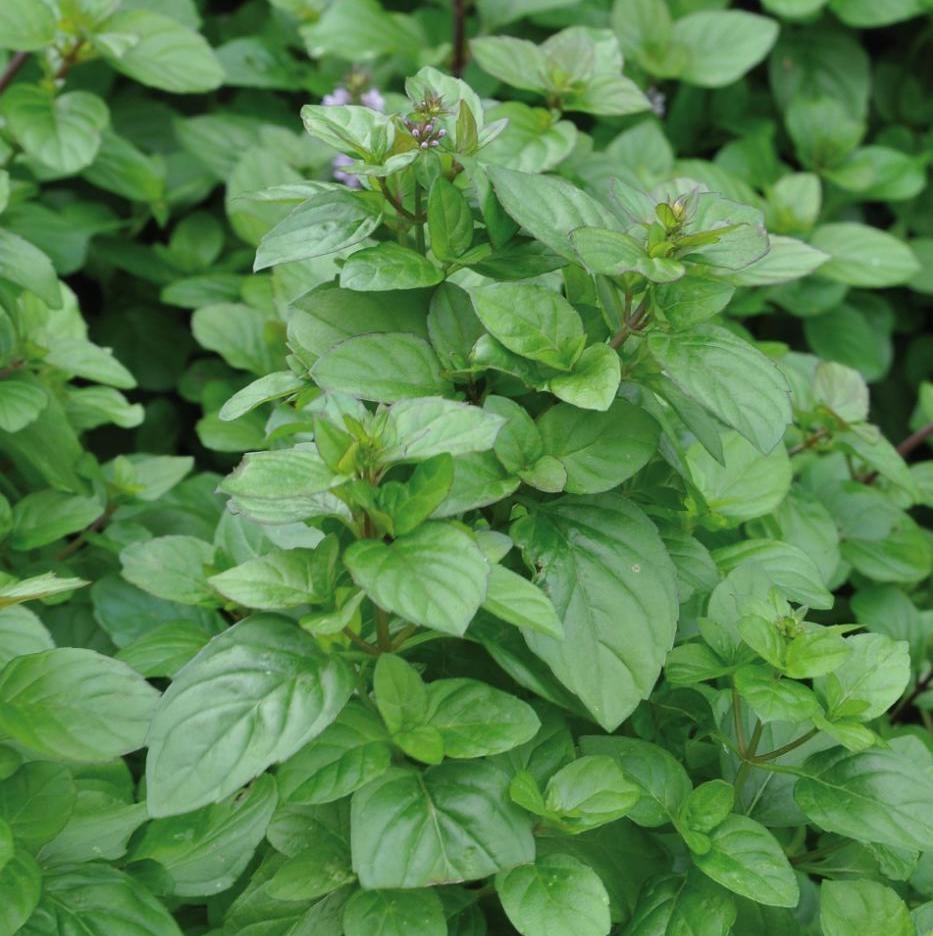 Pomarančna meta 'Granada' (lat. Mentha x piperita)