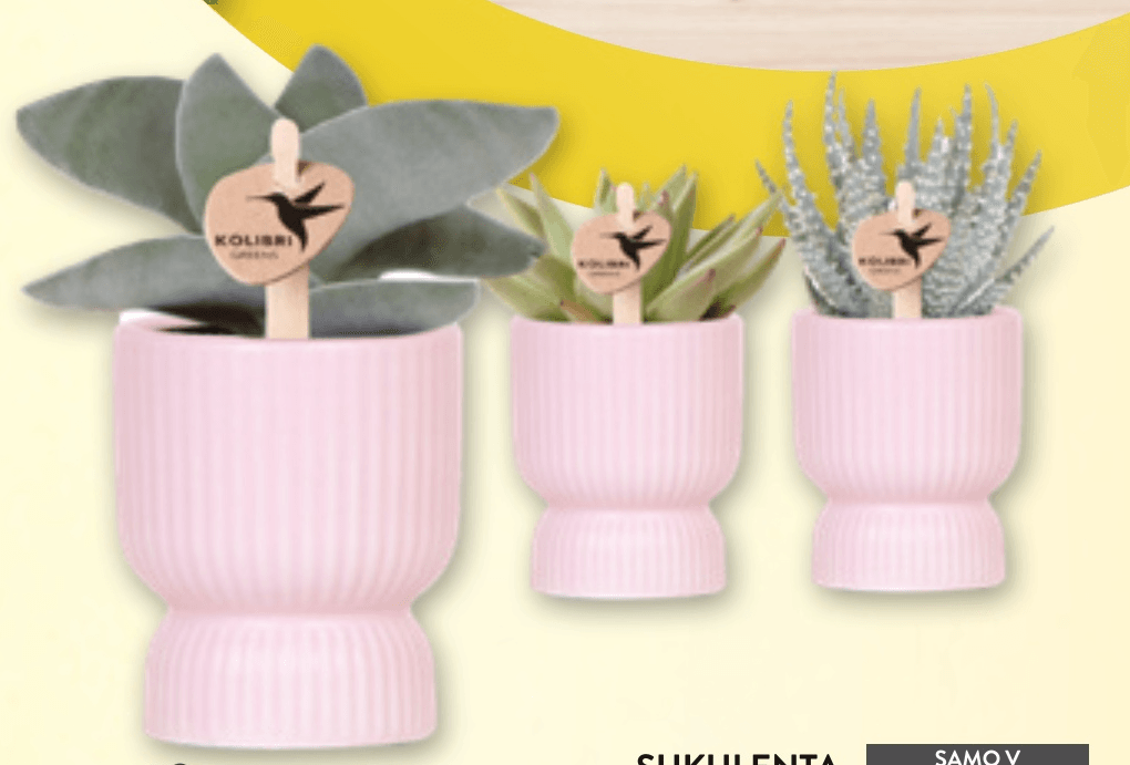 Sukulenta Kolibri Greens