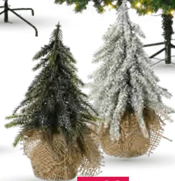 Novoletna smreka 20 x 12 cm