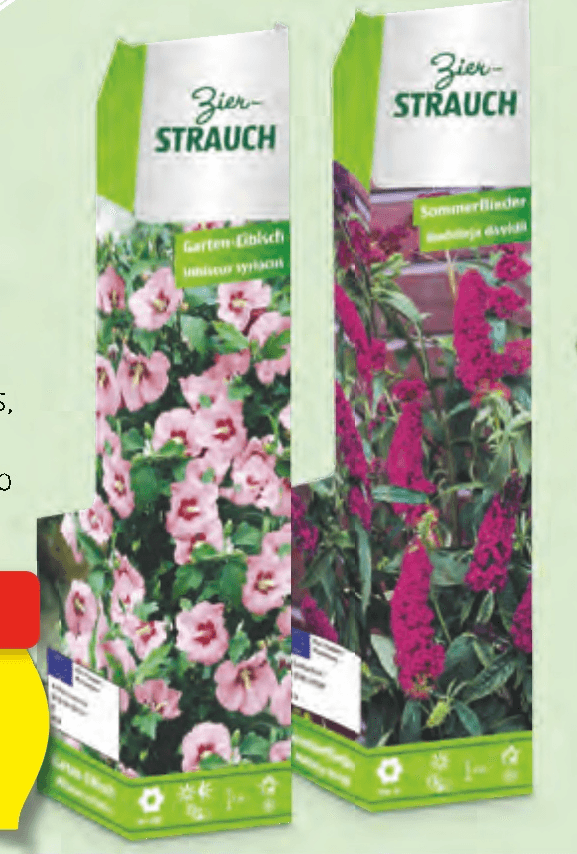 Okrasni grm/Jagodičevje - Akcija v trgovini Hofer