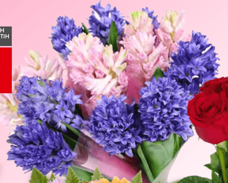 Šopek Hijacint 3 cvetovi - Akcija v trgovini Spar