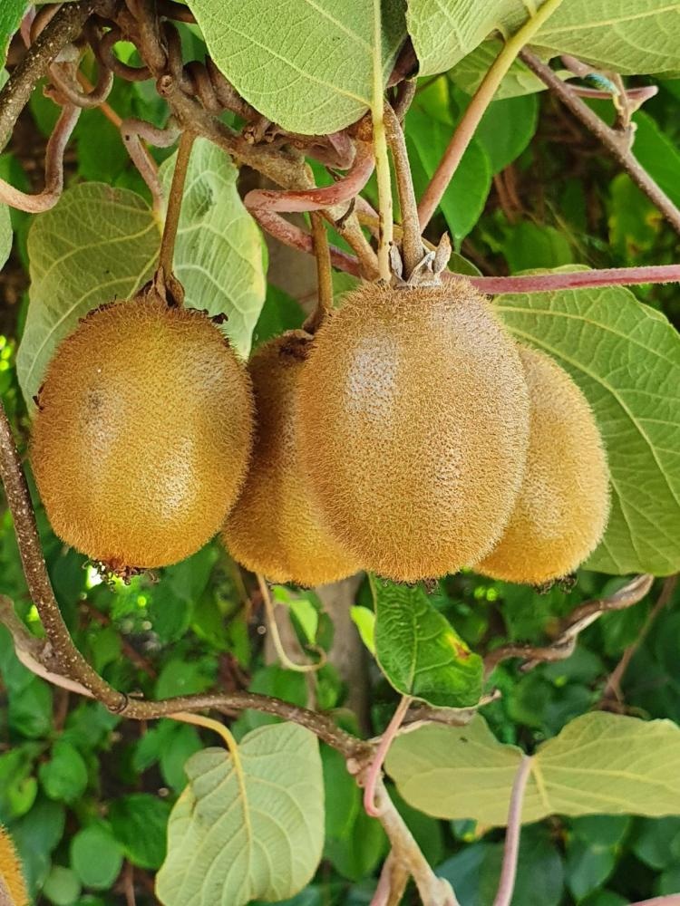 Sadike kivi TROJČEK