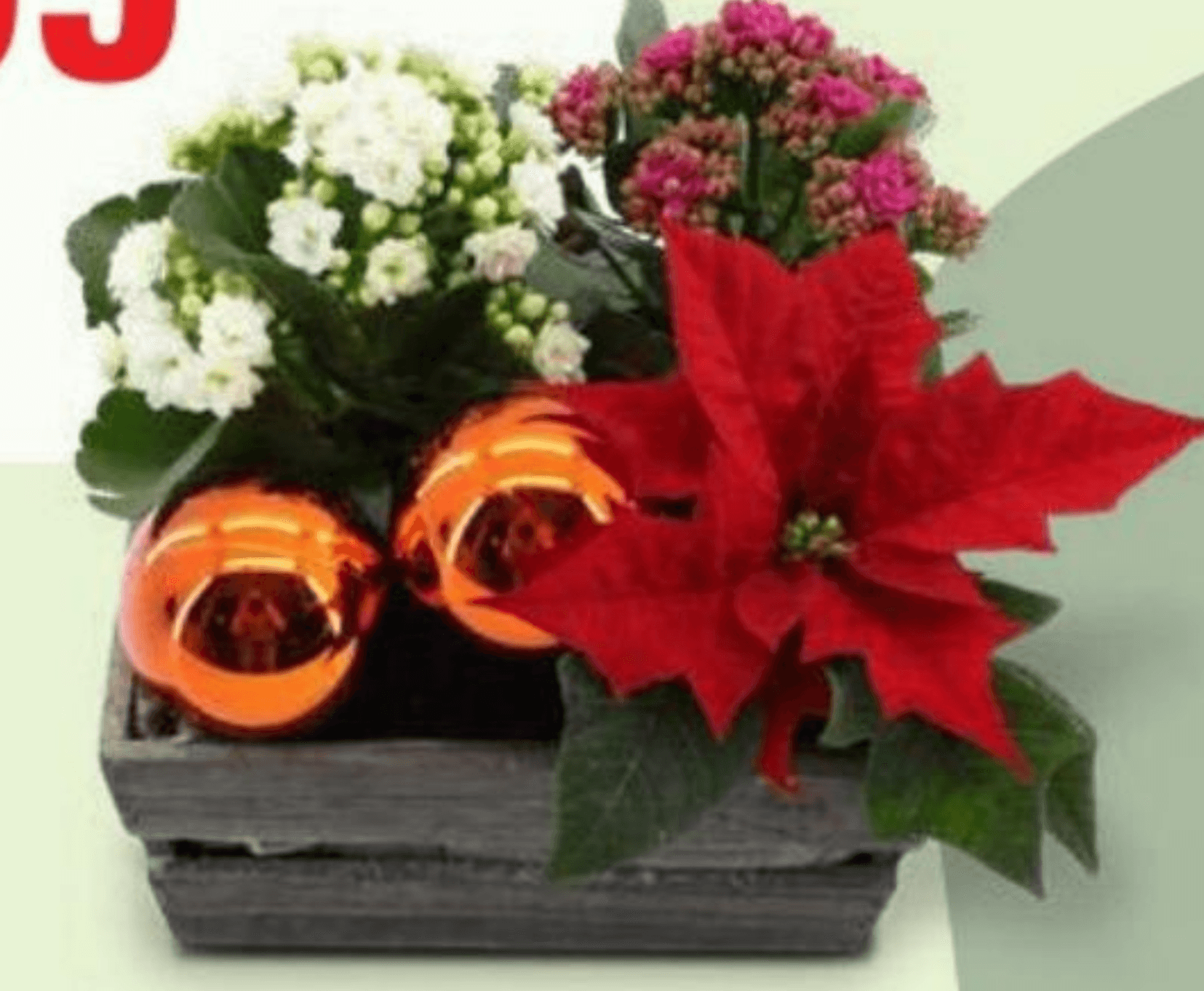 Božični aranžma