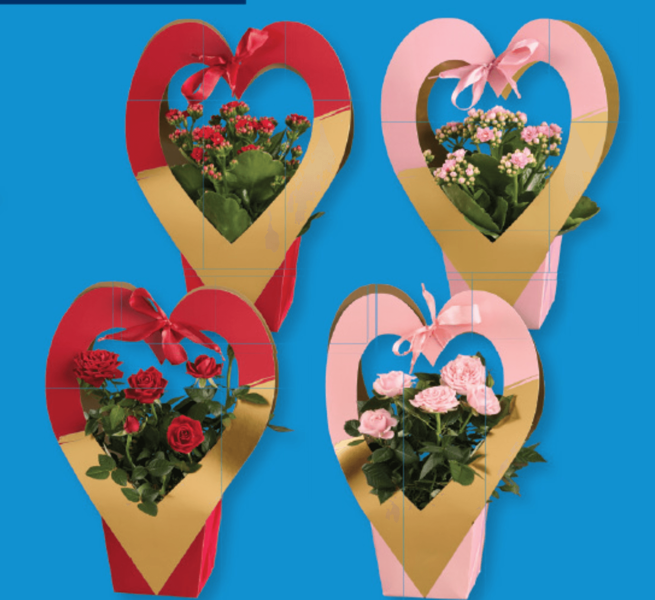 Cvetoča lončnica Ø pribl. 10,5 cm, višina: pribl. 22 do 30 cm - Akcija v trgovini Lidl