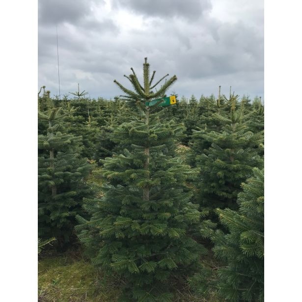 Rezana kavkaška jelka Joy Abies Nordmanniana 150-175 cm