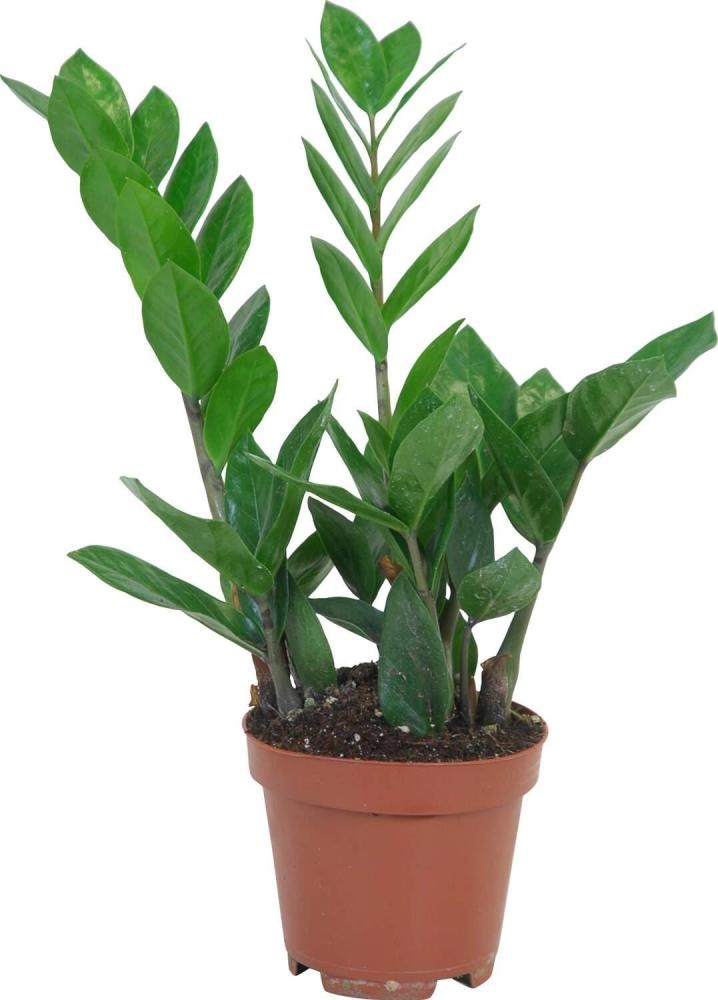 Zamija - Akcija v trgovini Lidl