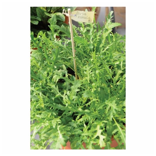 Divja rukola 'Farina' Ø 12 cm