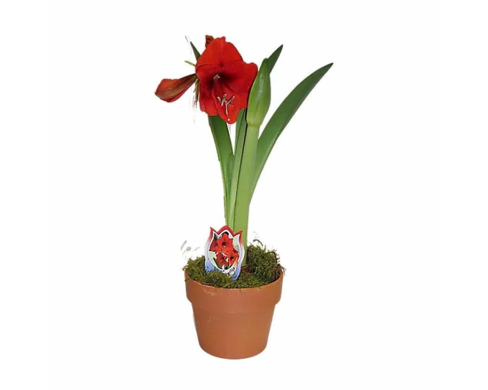 Amarilis 2 stebli
