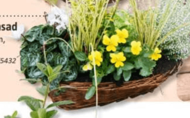 Jesenski nasad Ø 35 cm