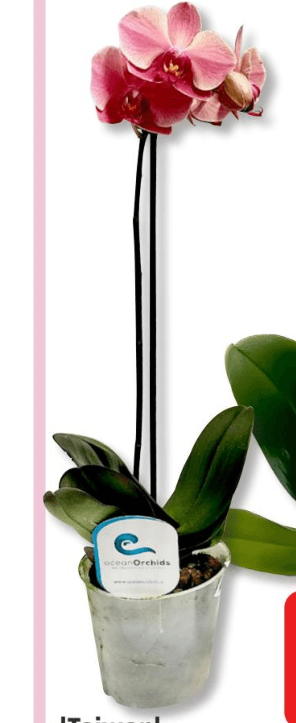 Taiwan - Akcija v trgovini Bauhaus