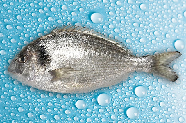 Orada 600-800 g - Akcija v trgovini Mercator