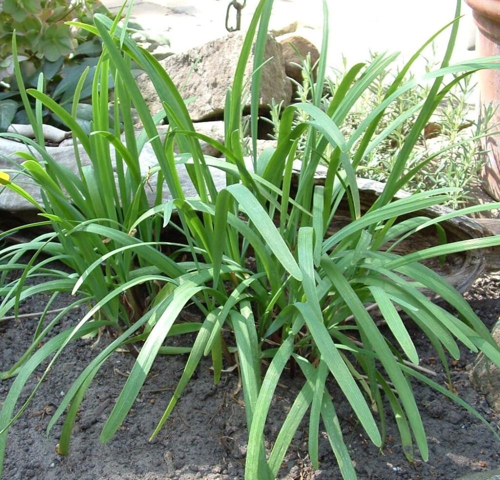 Kitajski drobnjak 'Neko'