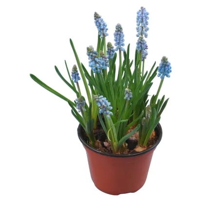 GROZDNA HIJACINTA - Akcija v trgovini Obi