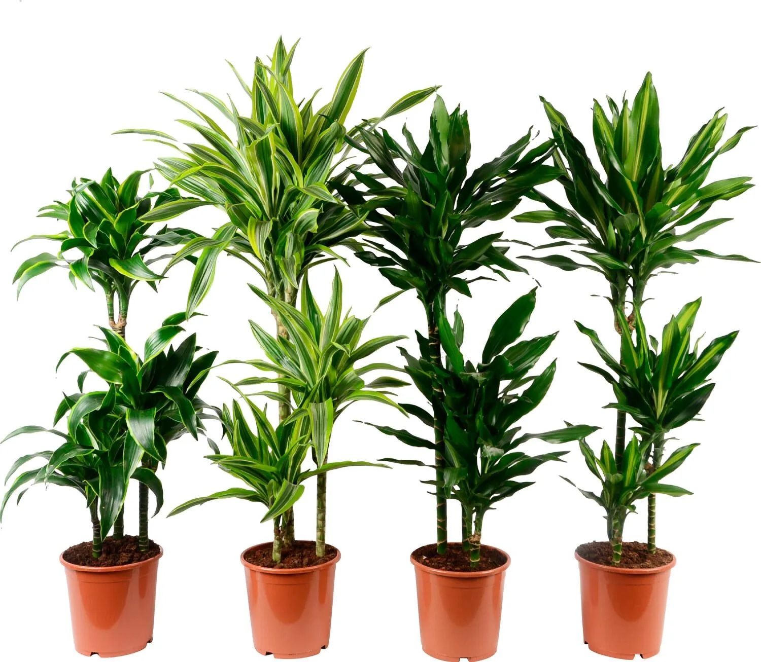 Dracaena