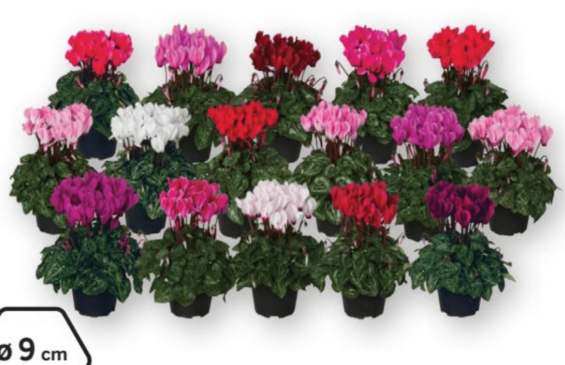 Ciklama Verano 9 cm lonček