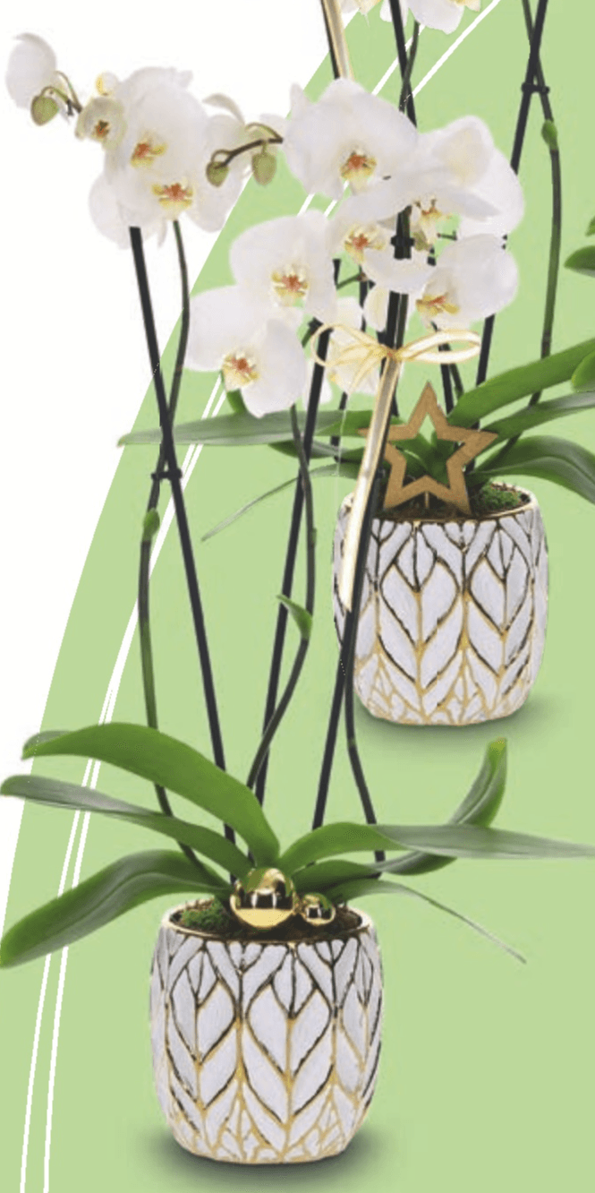 Ekskluzivna orhideja, tristebelna